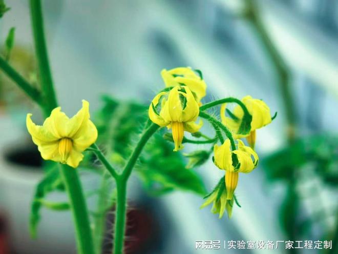 智能人工气候室建设成本解析：馨泽源从预算规划到TCO优化指南(图1)